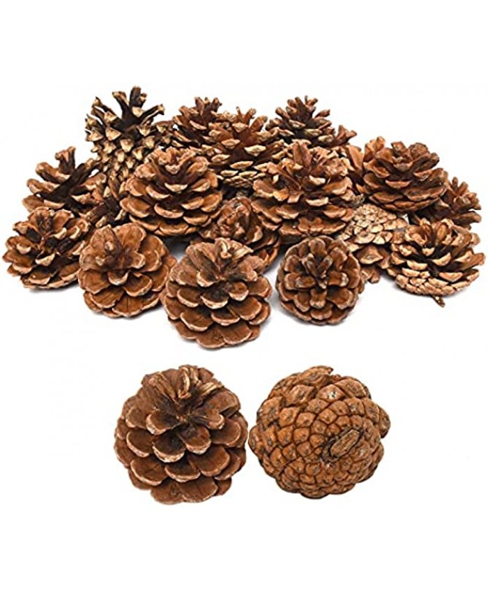 Timoo 24 pcs Natural Pinecones in Bulk Christmas Pinecones Ornaments for DIY Crafts Christmas Tree Fall Thanksgiving Home Decor